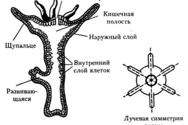 Зеркало кракен kr2web in